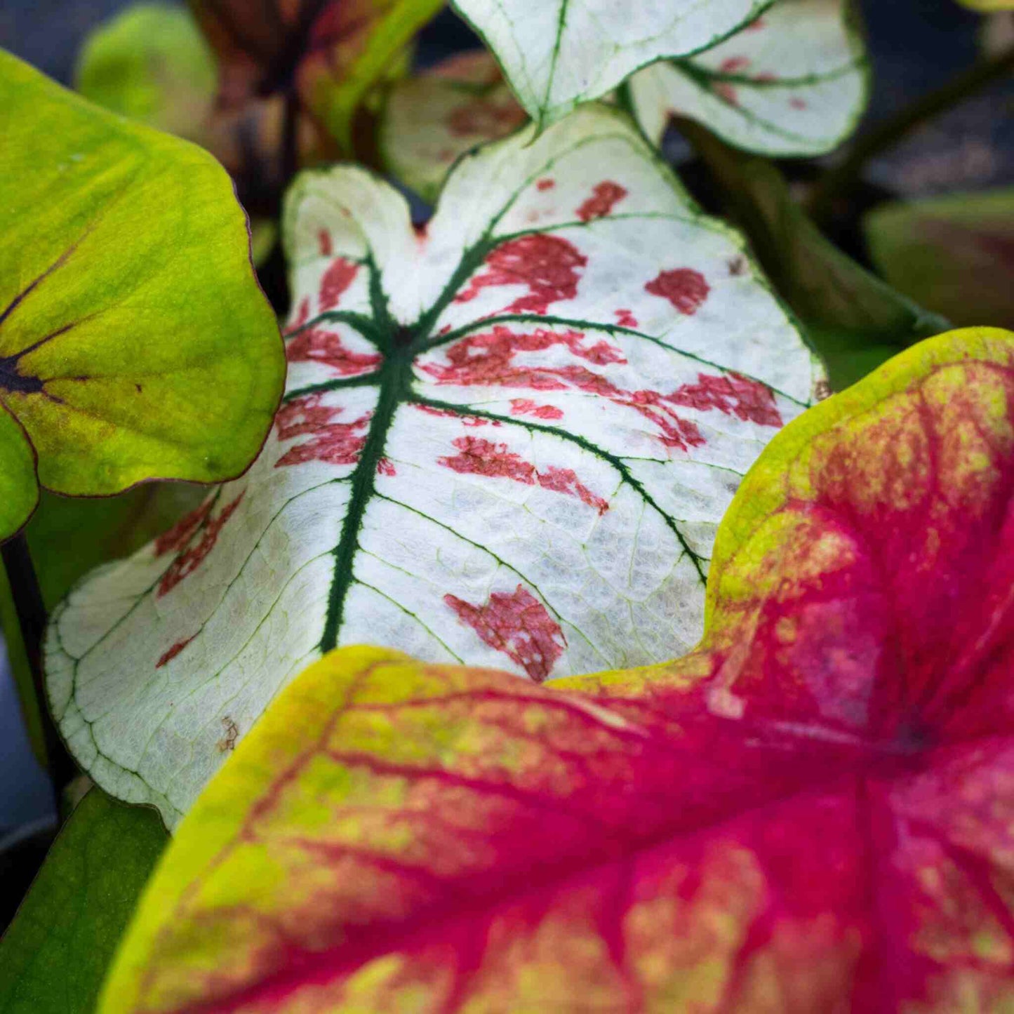 Alocasia mix