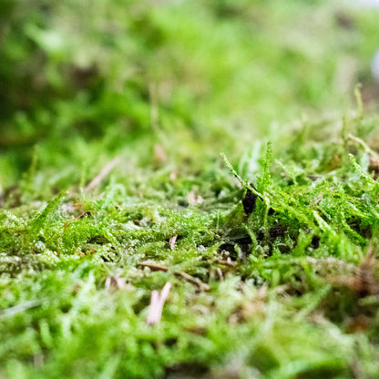 Live Sheet Moss