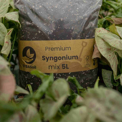 Syngonium mix