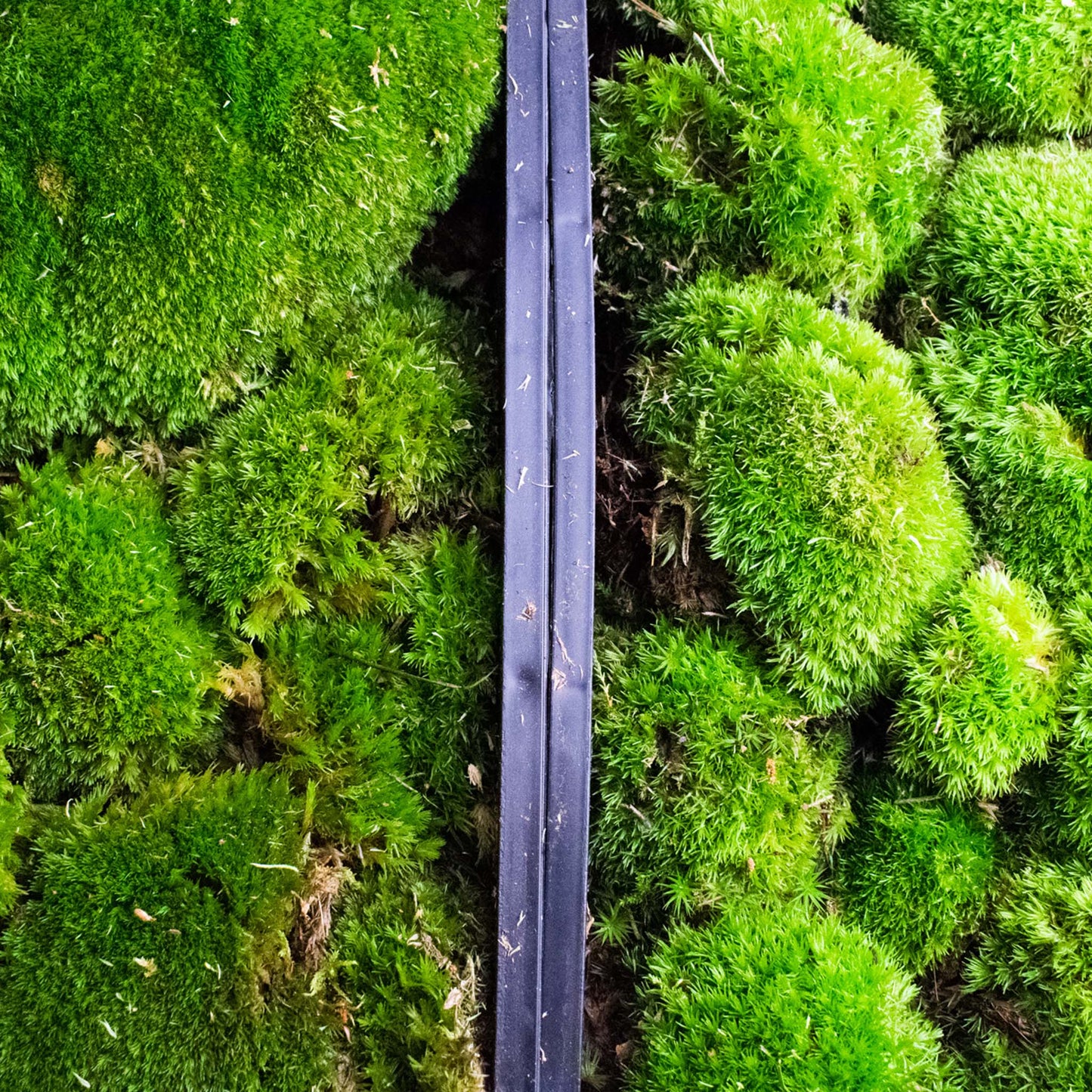 Live Cushion Moss