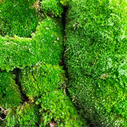 Live Cushion Moss